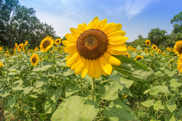 ひまわり sunflower