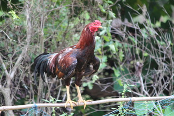 Backyard Chicken in the Rural Village 