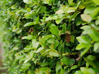 Fototapeta na wymiar Selective focus of Green Coatbuttons (Ficus Pumila) plant growing on a wall in a bright morning sunlight