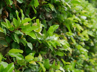 Fototapeta na wymiar Selective focus of Green Coatbuttons (Ficus Pumila) plant growing on a wall in a bright morning sunlight