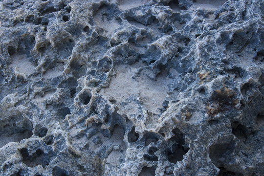 beach side coral stone macro close up