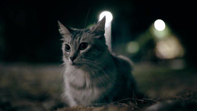 The Beutifull Cat Hunts The Mouse At Night