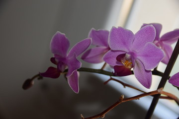 Orchidée violette Parme mauve