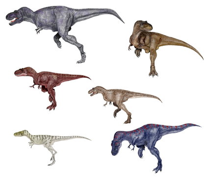 6種類の主要なティラノサウルス類のオリジナルイラスト画像を一つにまとめたもの。左上からティラノサウルス、左中アルバートサウルス、左下ナノティラヌス（ティラノサウルス・ランケンシス）、右上ダスプレトサウルス、右中アレクトロサウルス、右下タルボサウルス。