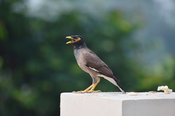 BIRD CHIRPING ON THE WALL