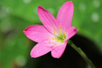 Pink Natural Flower 