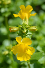 Monkey flower