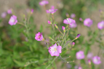 Great hairy willowherb