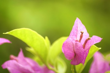 bougainvillea close up in bright day light