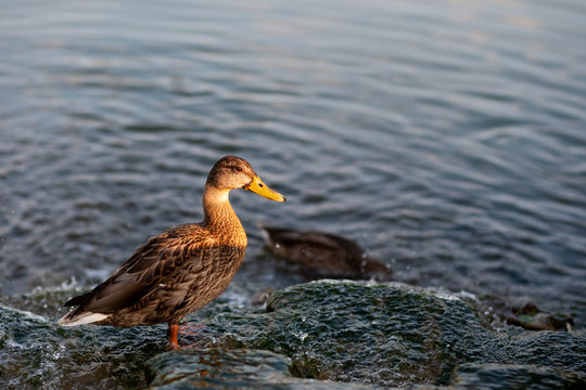 Female mallard duck standing on a stone in a lake during sunset