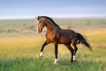 Bay stallion in green field