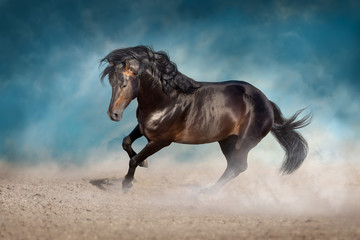 Fototapeta premium Bay horse with long mane run fast in desert dust against blue background