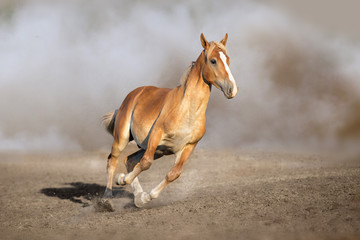 Naklejka na ściany i meble Palomino horse free run in sandy dust