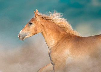 Cremello horse portrait in motion against blue sky