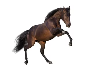 Foto auf Acrylglas Dark stallion rearing up isolated on white background © kwadrat70