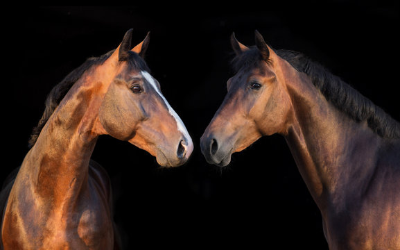 Horses portrait on black background. Panorama for web