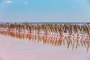 pink salt lake and wooden stumps reflected in the lake