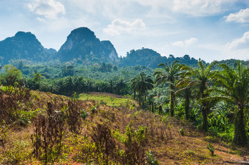 tropical jungles of South East Asia