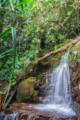 tropical jungles of South East Asia