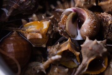 Sea snail,close up