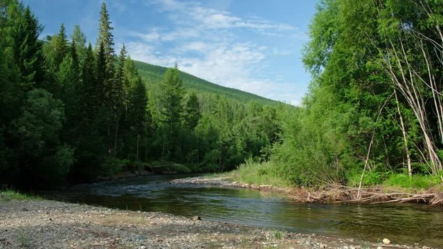 Forest  on the bank of river Koyard in  Siberia