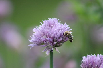 Purple flower with bee