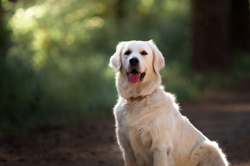 Beautiful dog breed Golden retriever in a green forest