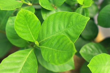 Close up young green leaves with blurred background.