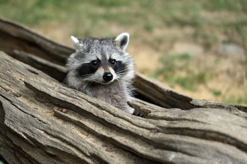 Portrait of lotor common raccoon. Tree hiding place of raccoon. Look out of hiding. © veroja