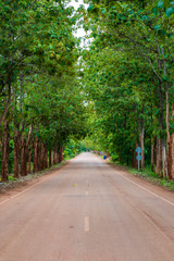 Fototapeta na wymiar Teak tree forest with rural road peace scene