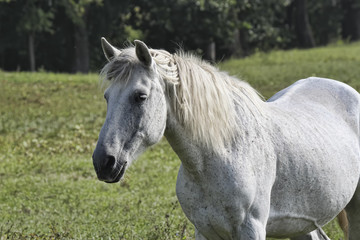 Obraz premium White horse in gray speck