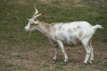portrait of goat standing  in a meadow
