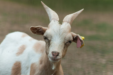 Obraz premium funny portrait of goat in a meadow