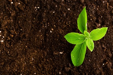 A newly planted plant
