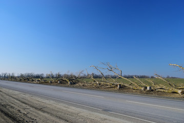 Trees felled along the route