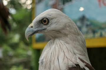 bird