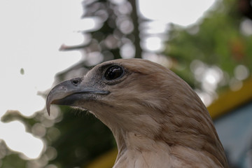 bird