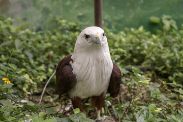 bird