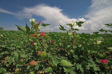 İzmir / Menemen ovasında çiçek açmış pamuk tarlaları  © mylasa