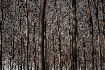 Fototapeta premium Bosque