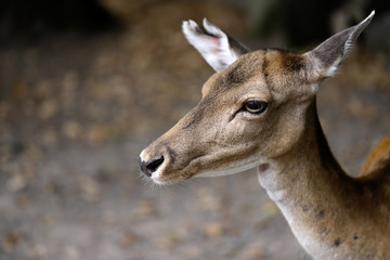Portrait of fallow deer (dama, dama) in the forest