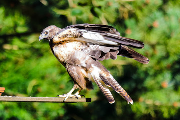 Mäusebussard an einem Freßplatz gelandet