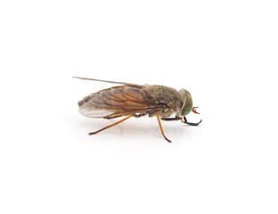 Large brown gadfly.