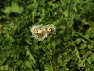 dandelion, flower