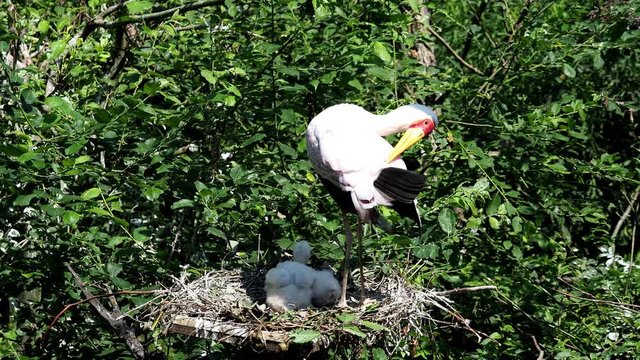 White stork (mycteria cinerea) feeding chicks. Bird's nest. Family mycteria cinerea in the nest. 