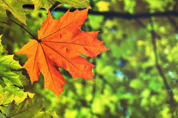 Autumn red maple leaf on the tree branch. Bottom view