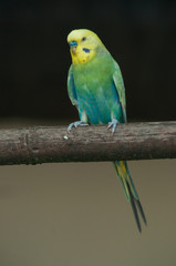 portrait of colorful parakeet on a perch