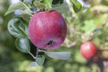 Altländer Pfannkuchenapfel