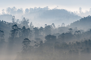 Alive, Morning Mist over Western Ghats, India