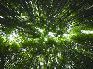 Bamboo Roof